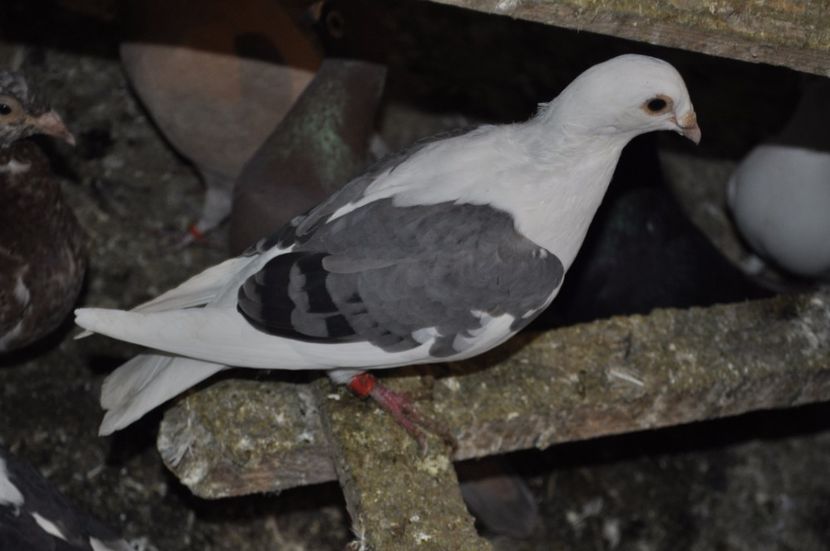 _DSC0498 - De vanzare