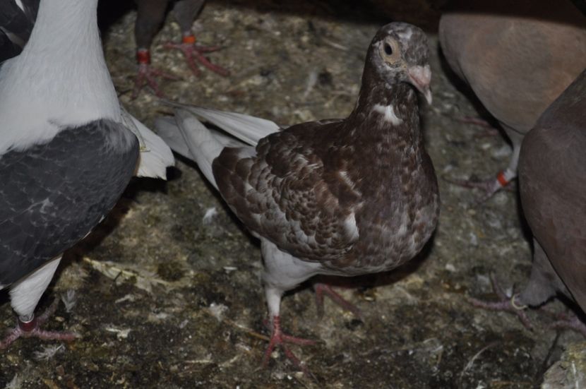 _DSC0499 - De vanzare