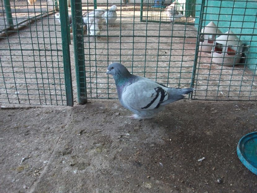 fata - porumbei 2017