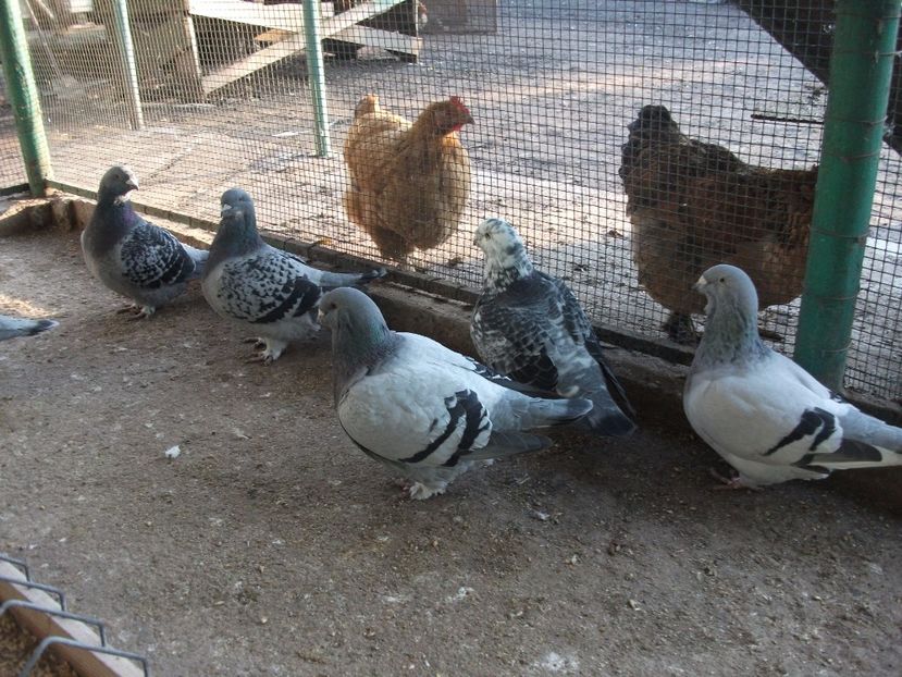 fete - porumbei 2017