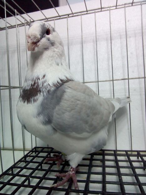  - Porumbei americani