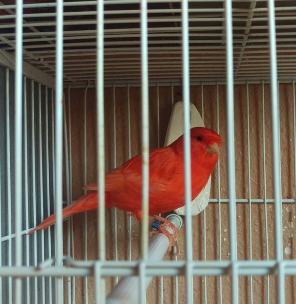 Rosu intens 2017 - Canari 2017