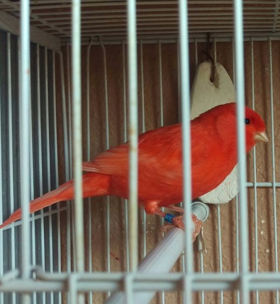 Acelasi.noua achizitie - Canari 2017