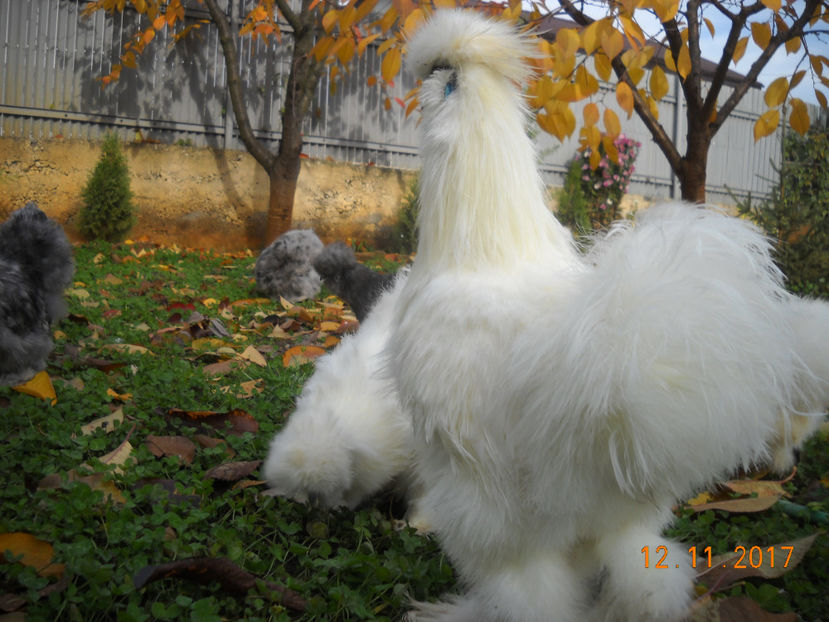 Matase Japoneza 2018 063 - Matase Japoneza Alba MATCA 2018