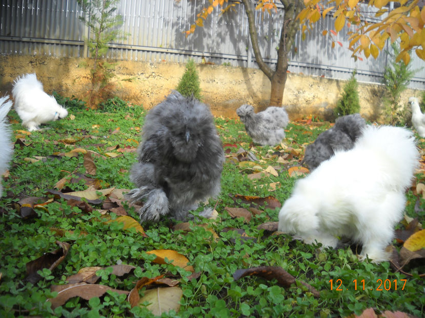 Matase Japoneza 2018 064 - Matase Japoneza Alba MATCA 2018