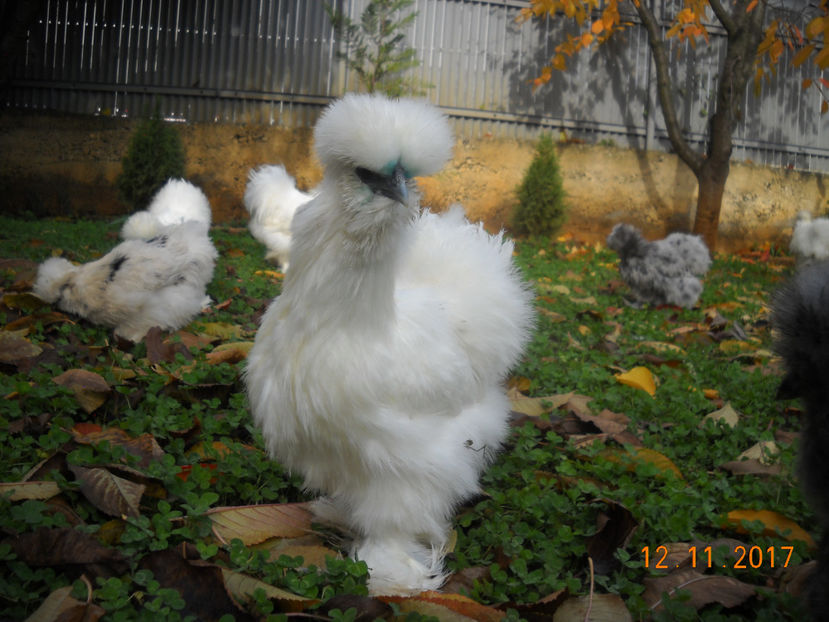 Matase Japoneza 2018 065 - Matase Japoneza Alba MATCA 2018