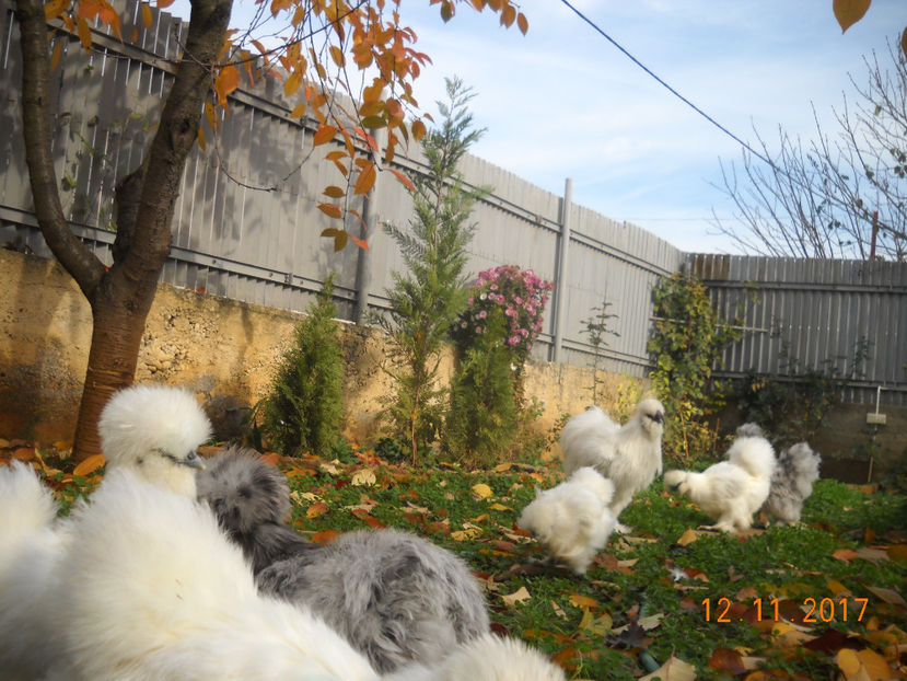 Matase Japoneza 2018 067 - Matase Japoneza Alba MATCA 2018