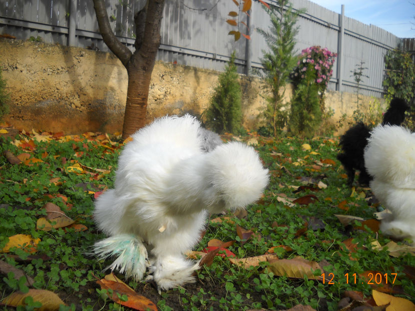 Matase Japoneza 2018 068 - Matase Japoneza Alba MATCA 2018