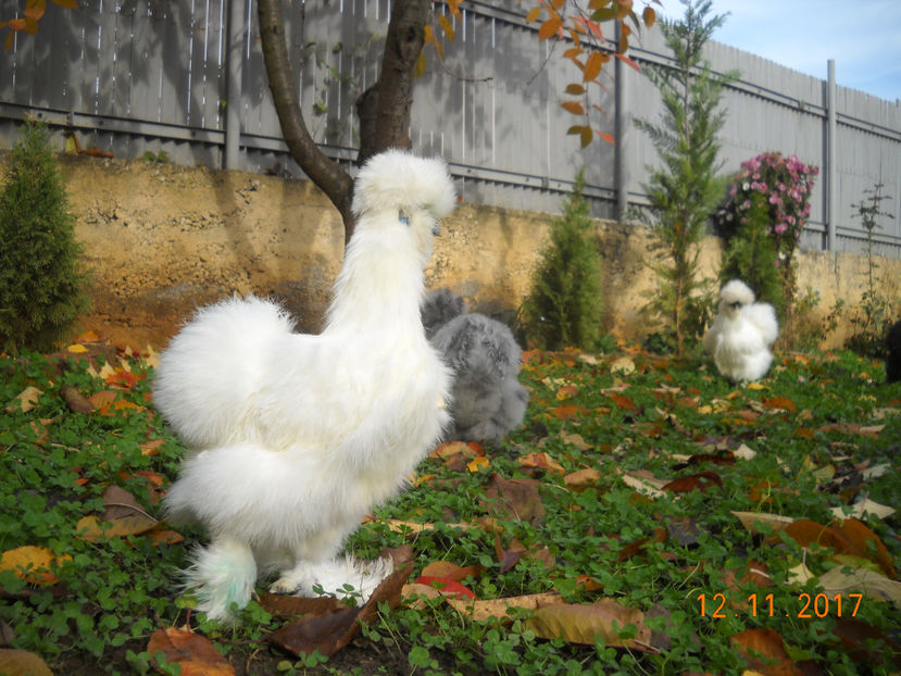 Matase Japoneza 2018 069 - Matase Japoneza Alba MATCA 2018