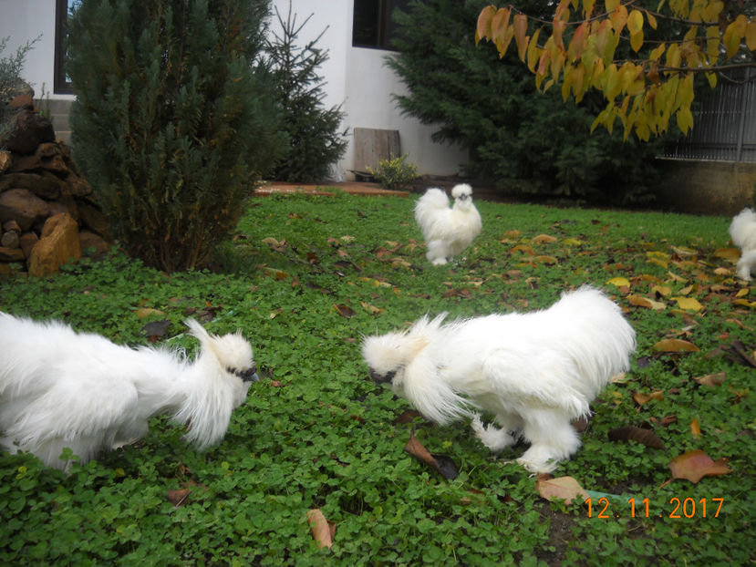 Matase Japoneza 2018 084 - Matase Japoneza Alba MATCA 2018