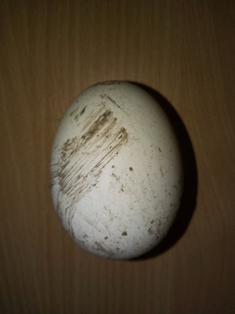 12 noiembrie - B2 - Gaste Africane si Chinezesti