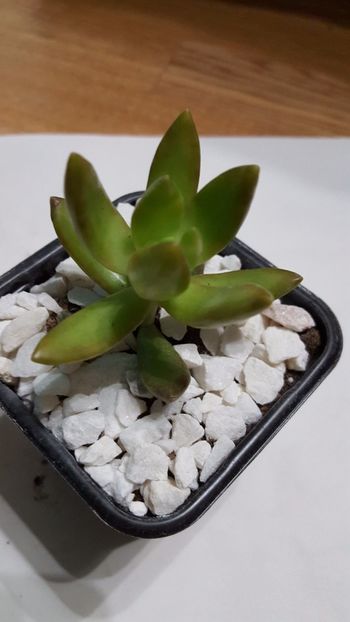  - Sedum nussbaumerianum