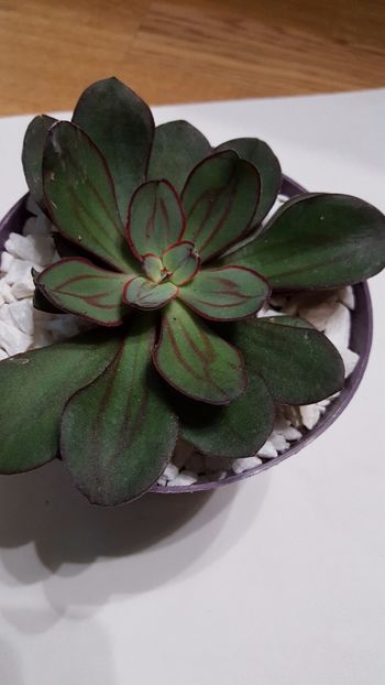  - Echeveria nodulosa N