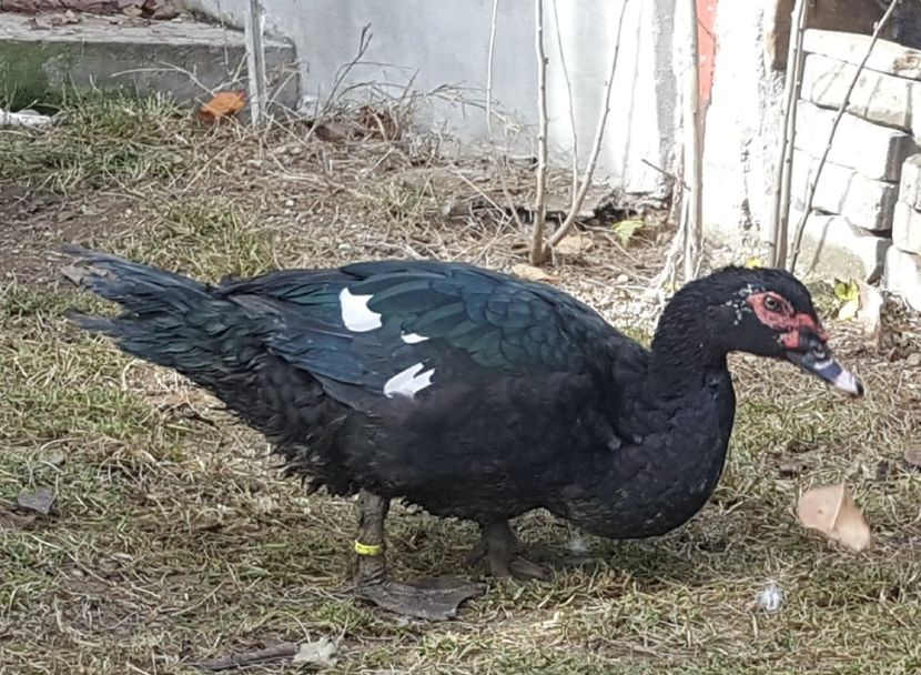 tigan - Bomboane asortate 2017