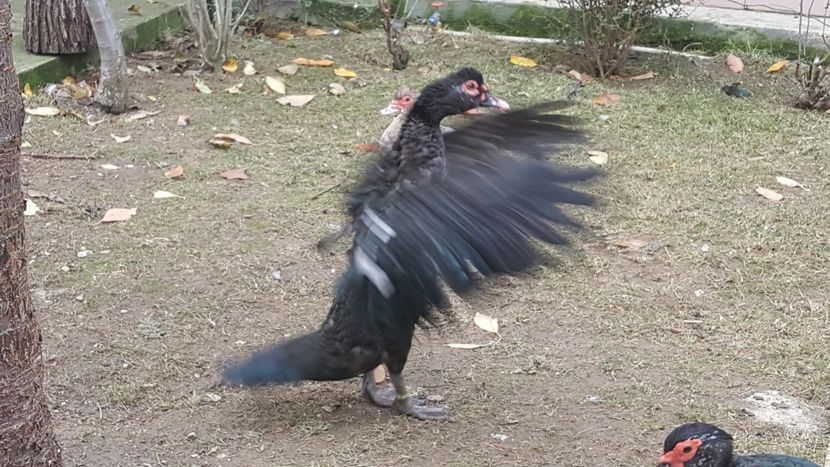  - Bomboane asortate 2017