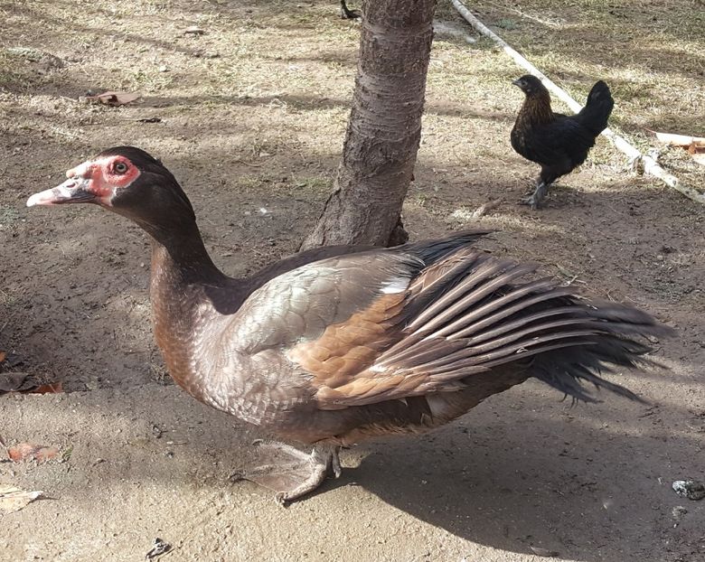 pui de neamt - Bomboane asortate 2017