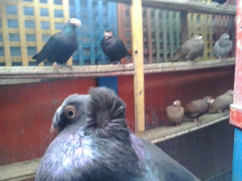 2017-11-12 14.10.36 - GENETICA