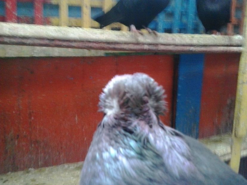 2017-11-12 14.10.45 - GENETICA