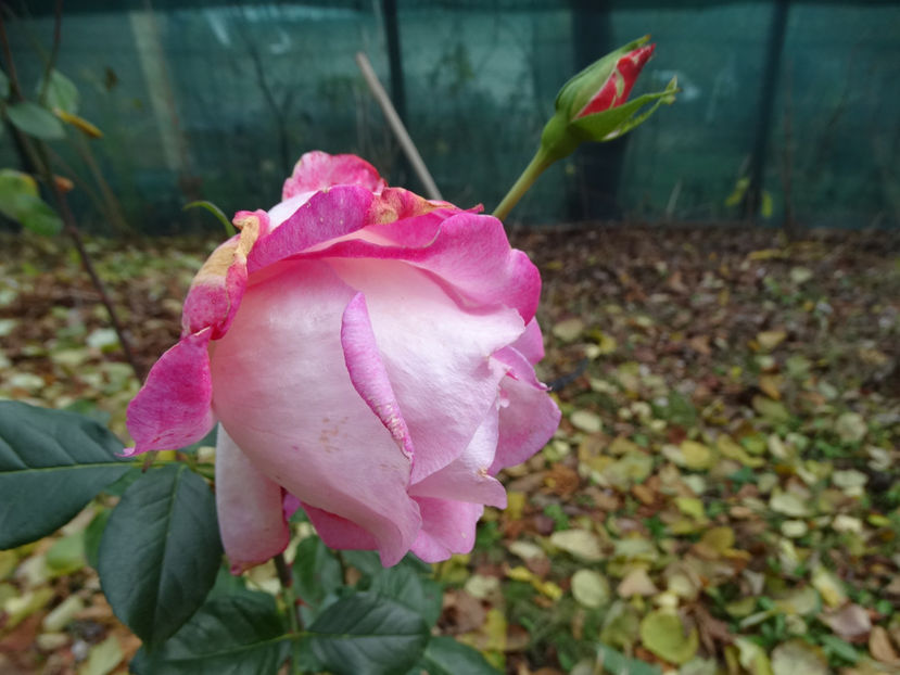 11nov - g-toamna- 2017