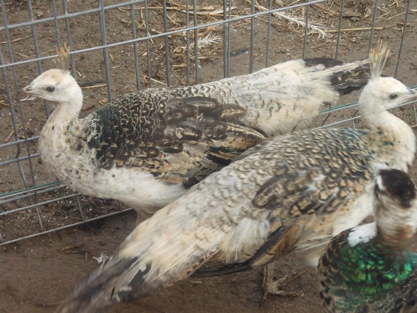 vanduti - 02- -PAUNI DE VANZARE