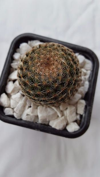  - Mammillaria microthele