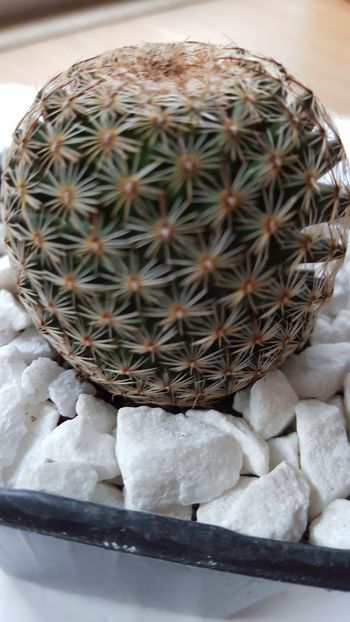  - Mammillaria microthele