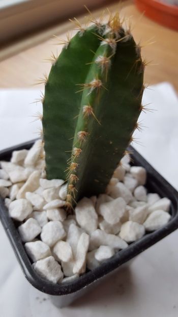  - Cereus repandus Florida