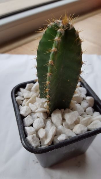  - Cereus repandus Florida