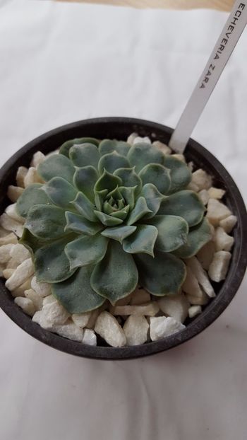  - Echeveria zara