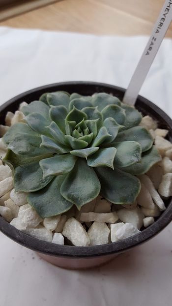  - Echeveria zara