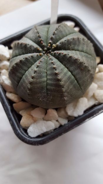  - Euphorbia obesa