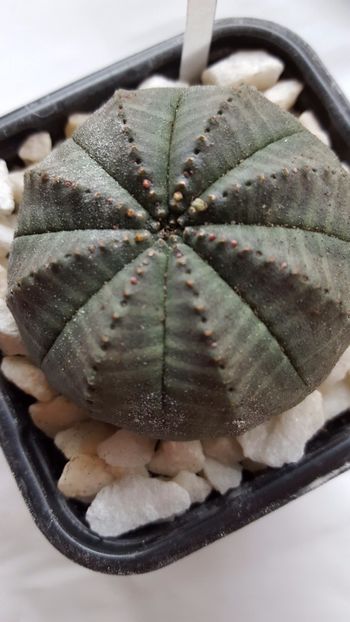 - Euphorbia obesa