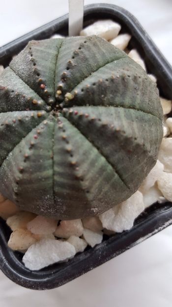  - Euphorbia obesa