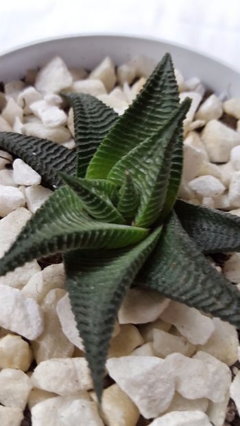  - Haworthia limifolia spiralis