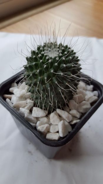  - Mammillaria spinosissima cv Un Pico