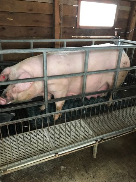  - Scroafa Landrace gestantă