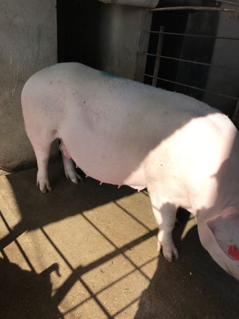  - Scroafa Landrace gestantă