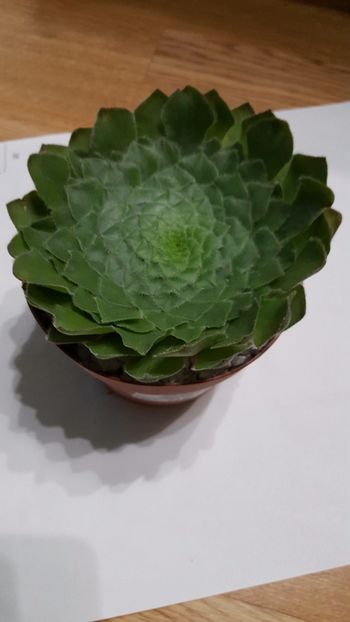  - Aeonium tabuliforme N