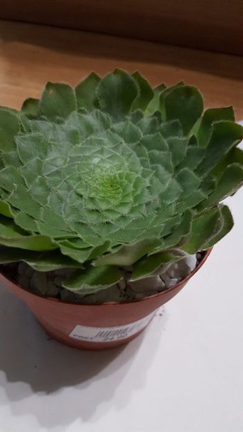  - Aeonium tabuliforme N