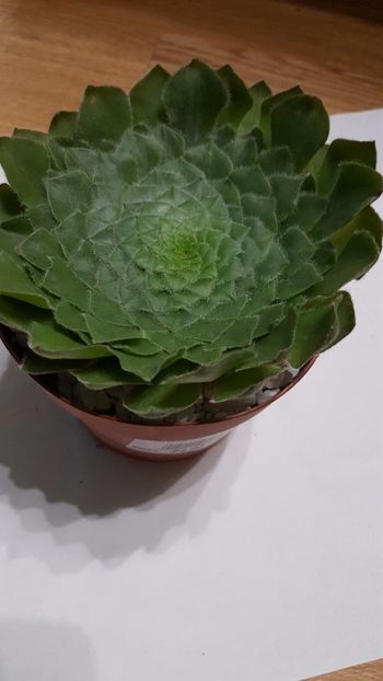  - Aeonium tabuliforme N