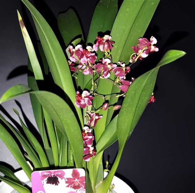  - Oncidium