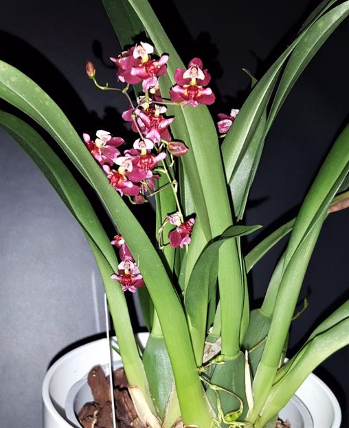  - Oncidium