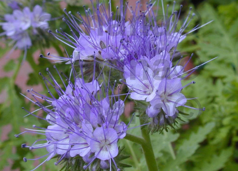  - Phacelia tanacetifolia - Facelia