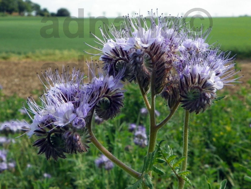  - Phacelia tanacetifolia - Facelia