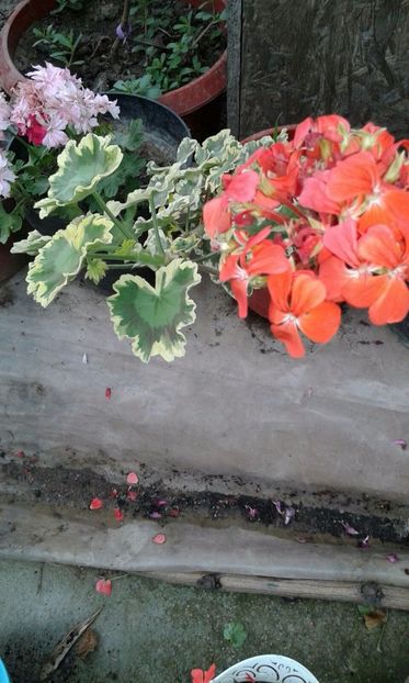 IMG-20170725-WA0016 - plante de interior