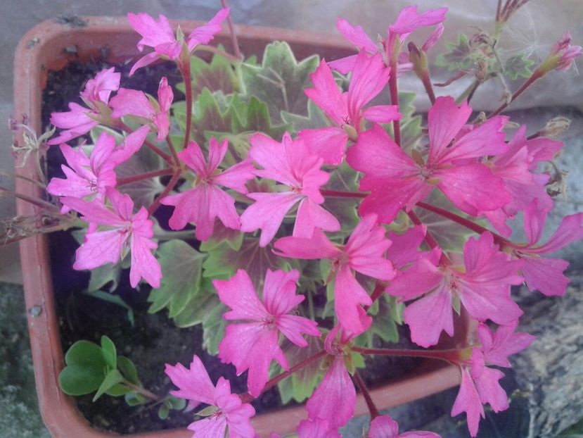 IMG-20170720-WA0022 - plante de interior