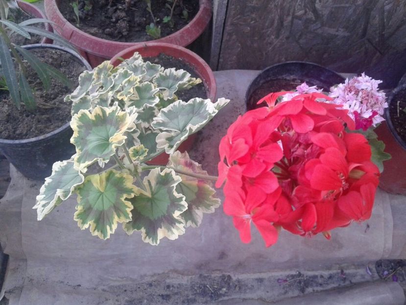 IMG-20170720-WA0018 - plante de interior