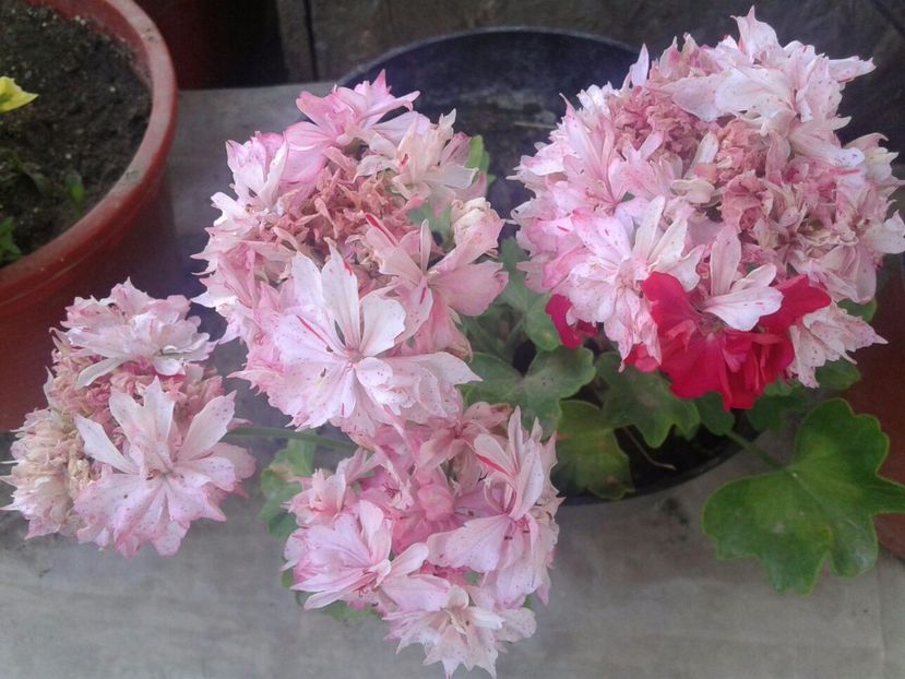 IMG-20170720-WA0016 - plante de interior