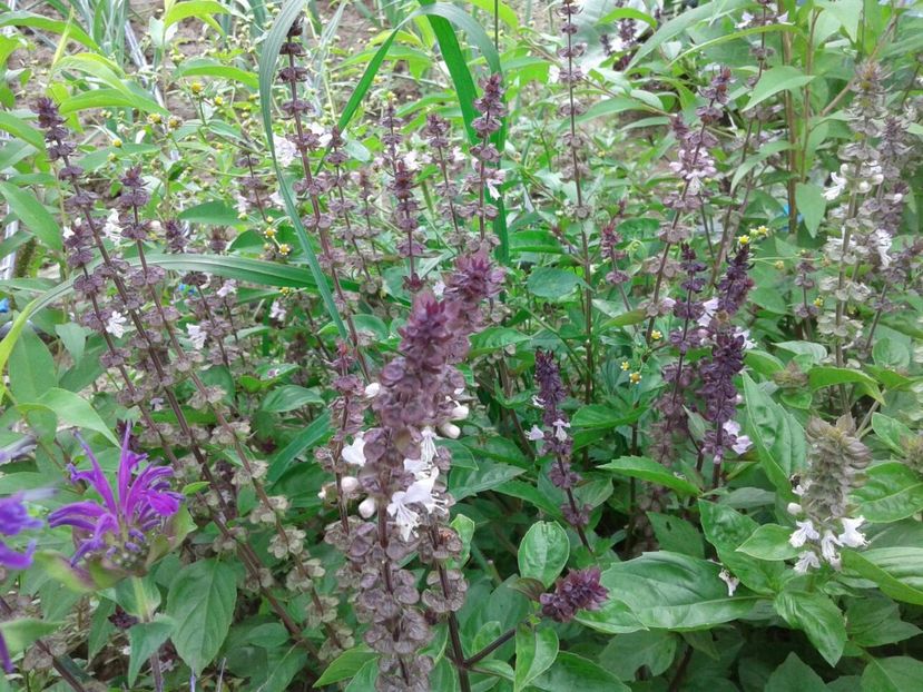 busuioc scortisoara - Plante aromatice si medicinale