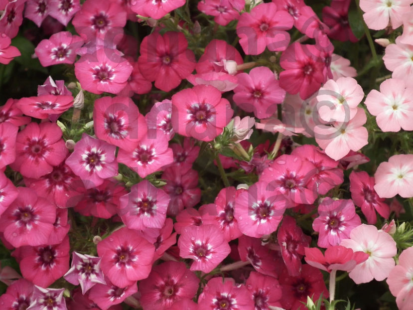  - Phlox drummondii